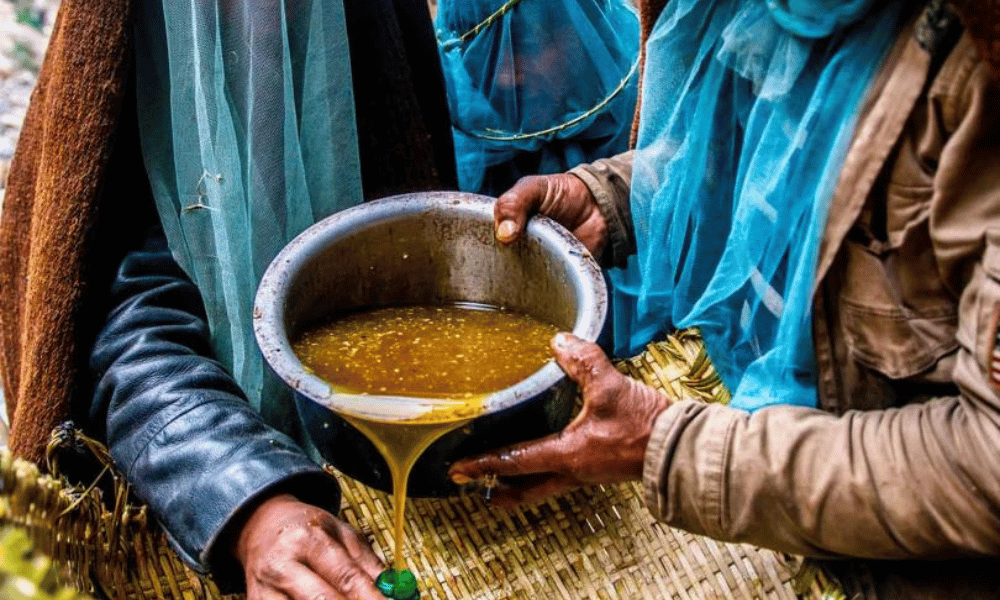 honey hunting in Nepal